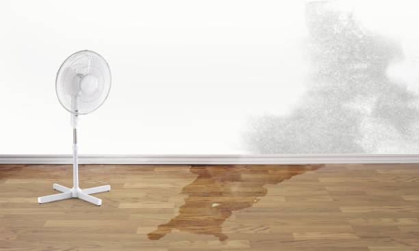 Best Water damage restoration near me  in Locust Fork, AL